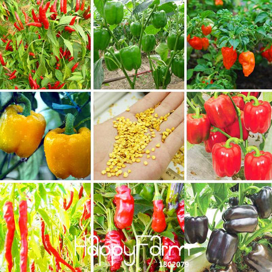Mixed Garden Vegetable Seeds - 13 Varieties Including Colorful Red, Yellow, Green, Purple, Black & White Peppers