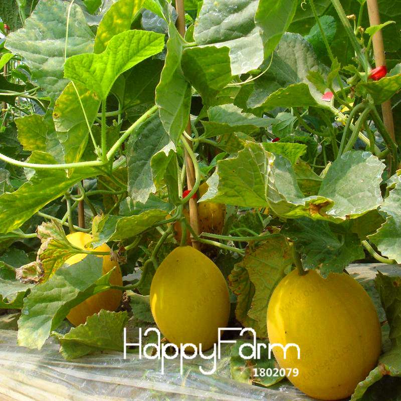 Sweet Hami Melon Seeds - Jumbo Cantaloupe, Non-GMO, Heirloom Fruit Seeds