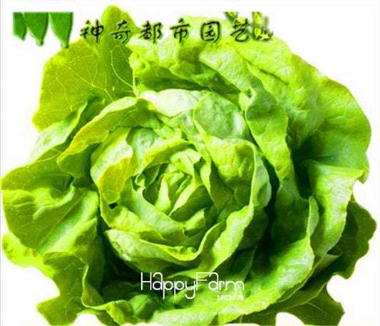 Italian Lettuce Seeds - Tasty, Easy to Grow, Perfect for Salads & DIY Home Gardening | Non-GMO