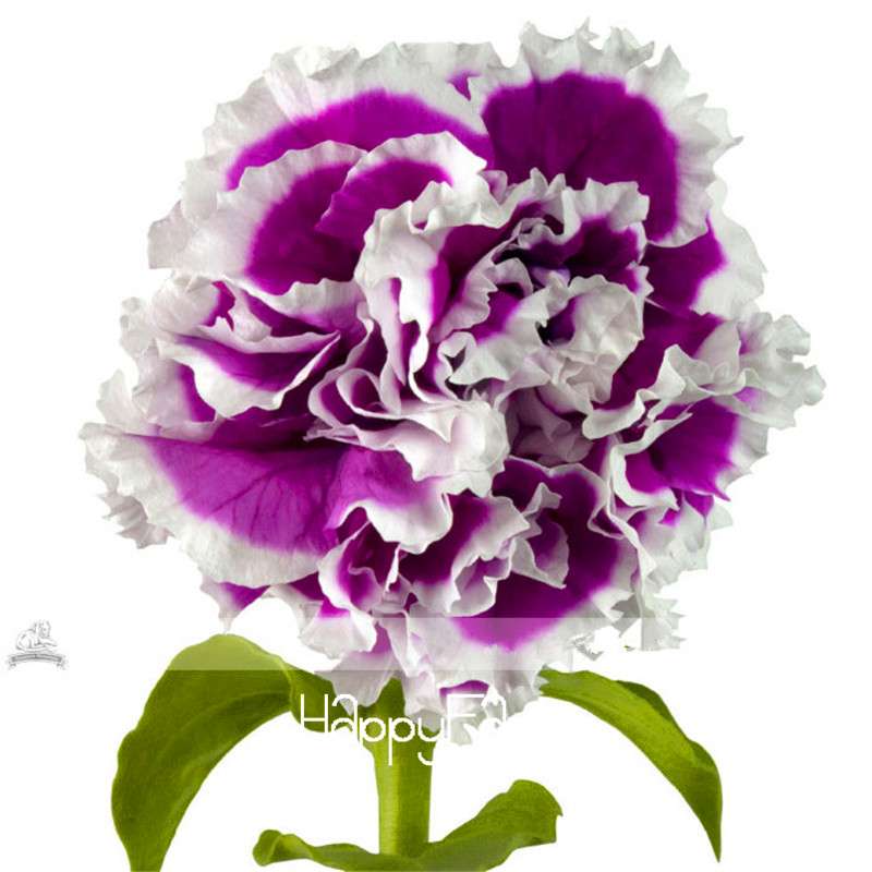 Carnation Seeds - 23 Rare Colors Including Black, Blue & Purple | Dianthus Caryophyllus Pack