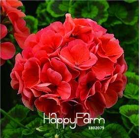 Geranium Seeds for Potted Balcony Planting - Fast Sprouting Pelargonium Flowers