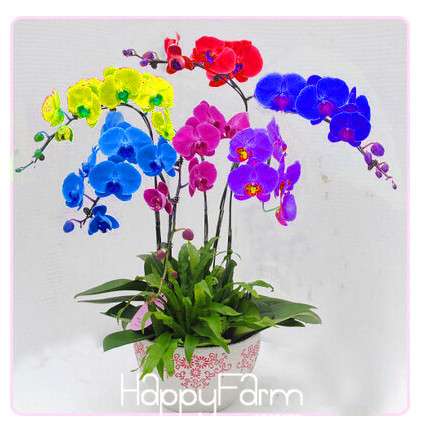 Rainbow Butterfly Orchid Seeds - Exotic Phalaenopsis Bonsai Plants for Home Garden