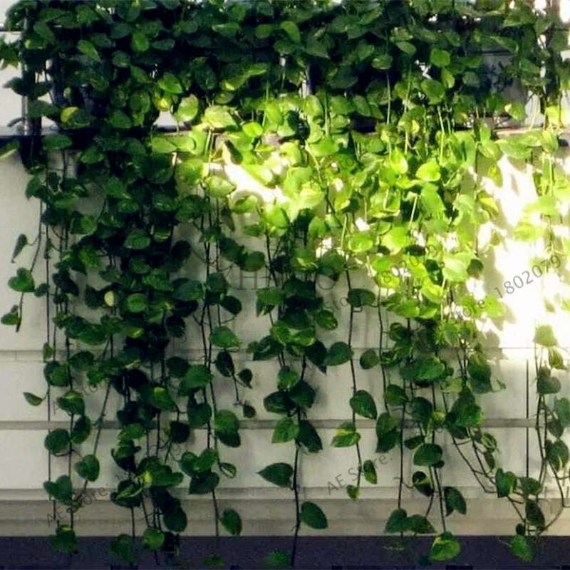 Scindapsus Seeds - Air Purifying Bonsai Plant for Office, Absorbs Formaldehyde & Radiation, Easy to Grow