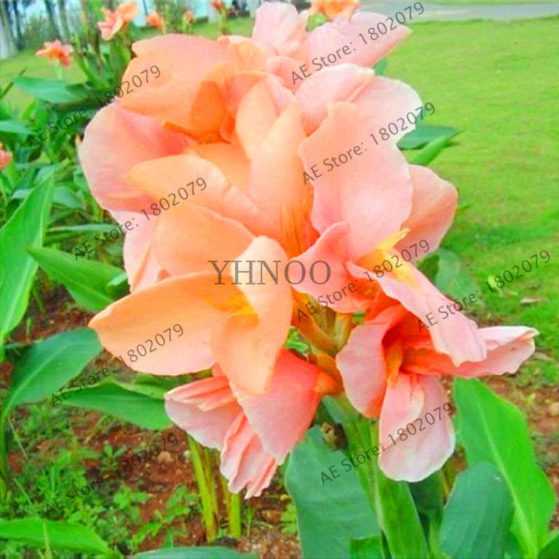 Mixed Color Canna Seeds for DIY Potted Plants | 95% Germination Rate | Indoor/Outdoor Gardening