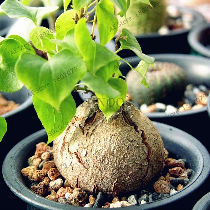 Dioscorea Elephantipes Seeds - Exotic Bonsai Plant for DIY Home Garden