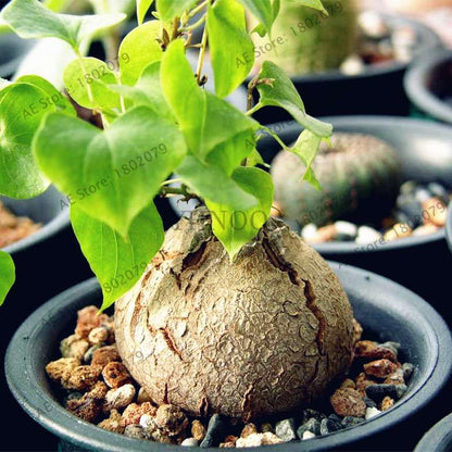 Dioscorea Elephantipes Seeds - Exotic Bonsai Plant for DIY Home Garden