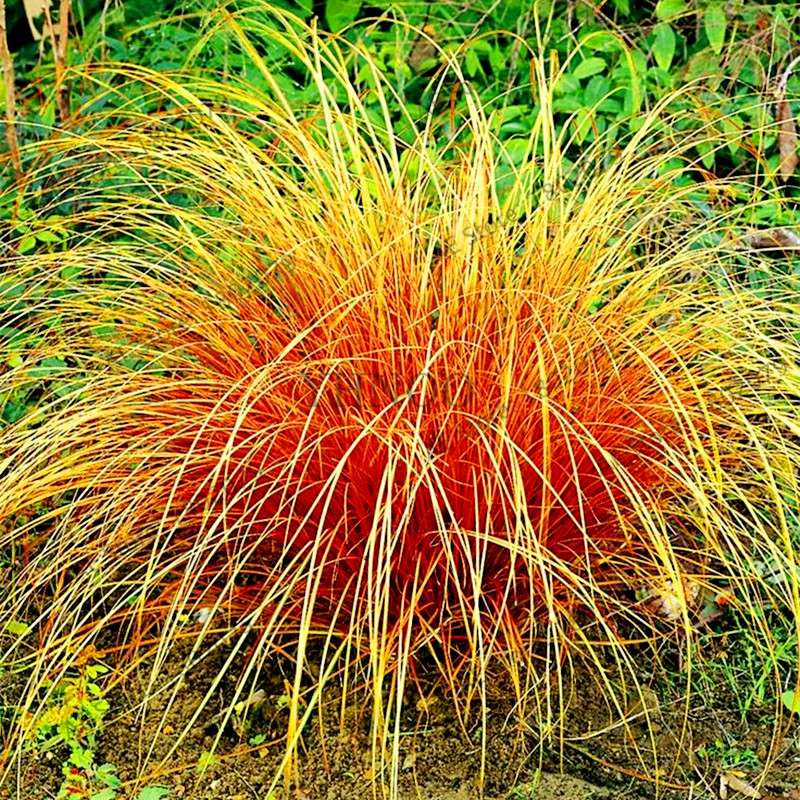 Blue Fescue Grass Seeds - Drought Tolerant, Perennial, DIY Home & Bonsai - Festuca Glauca