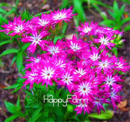 Phlox Drummondii Seeds - Twinkle Star Flower for Home & Garden | Fast-Growing, Vibrant Blooms