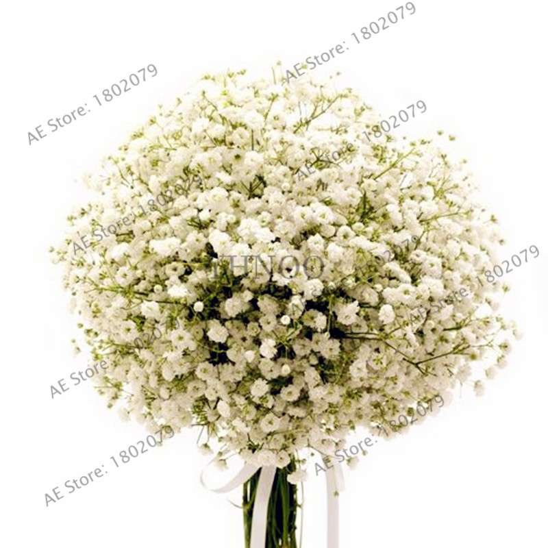 Gypsophila Paniculata Seeds - Vibrant Multi-Color Baby's Breath for Home & Garden | Fast Shipping