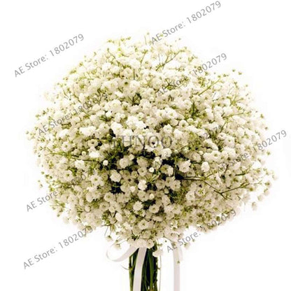 Gypsophila Paniculata Seeds - Vibrant Multi-Color Baby's Breath for Home & Garden | Fast Shipping