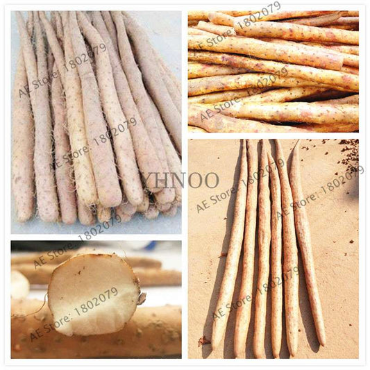 Chinese Yam Seeds for Healthy Lungs & Spleen | Dioscorea Opposita Thunb | Organic Garden Planting