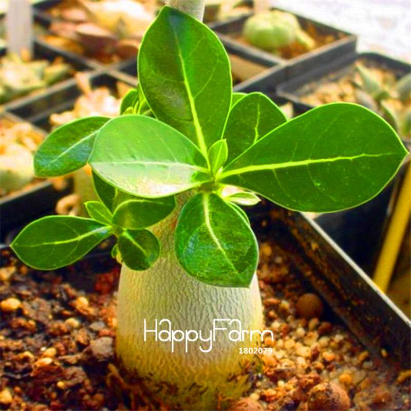 Pink Desert Rose Seeds - Exotic Adenium Flower Seeds for Balcony & Potted Plants | Unique Ornamental Blooms