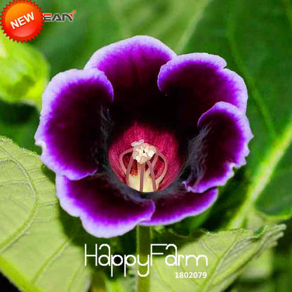Gloxinia Seeds - Vibrant Perennial Sinningia Speciosa for Bonsai & Balcony Gardens - USA Grown