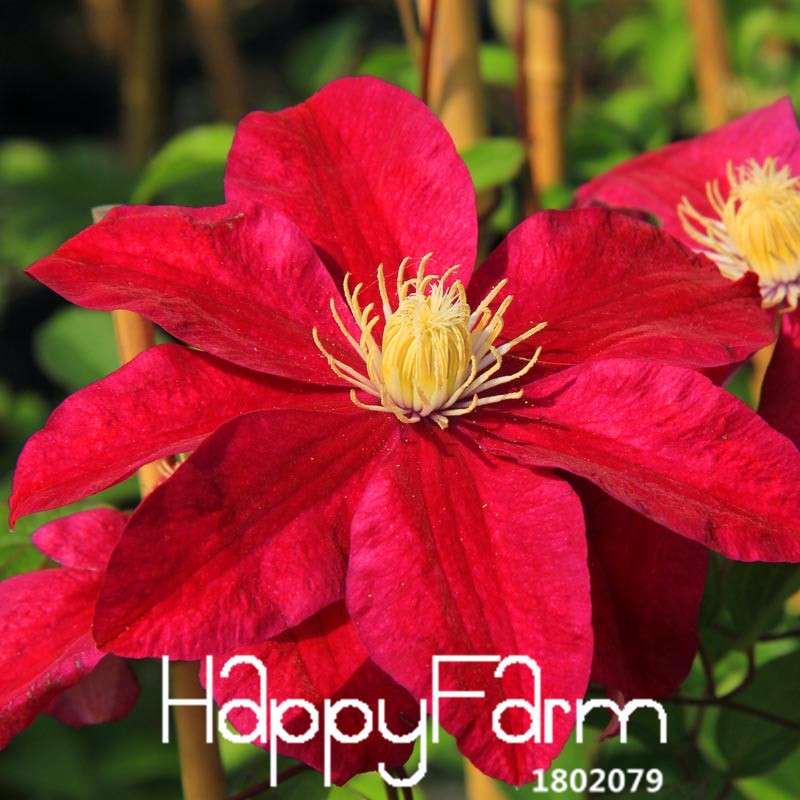 Red Clematis Seeds - Beautiful Climbing Flowers for Patio & Garden Planting | Fast-Growing Potted Plant Seeds
