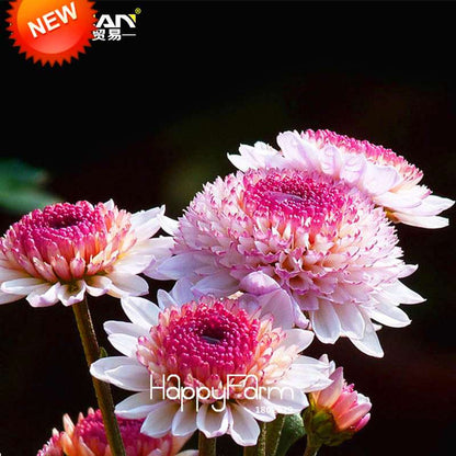Pink & White Chrysanthemum Seeds - DIY Home Gardening, Easy-Grow Morifolium Flower Seeds