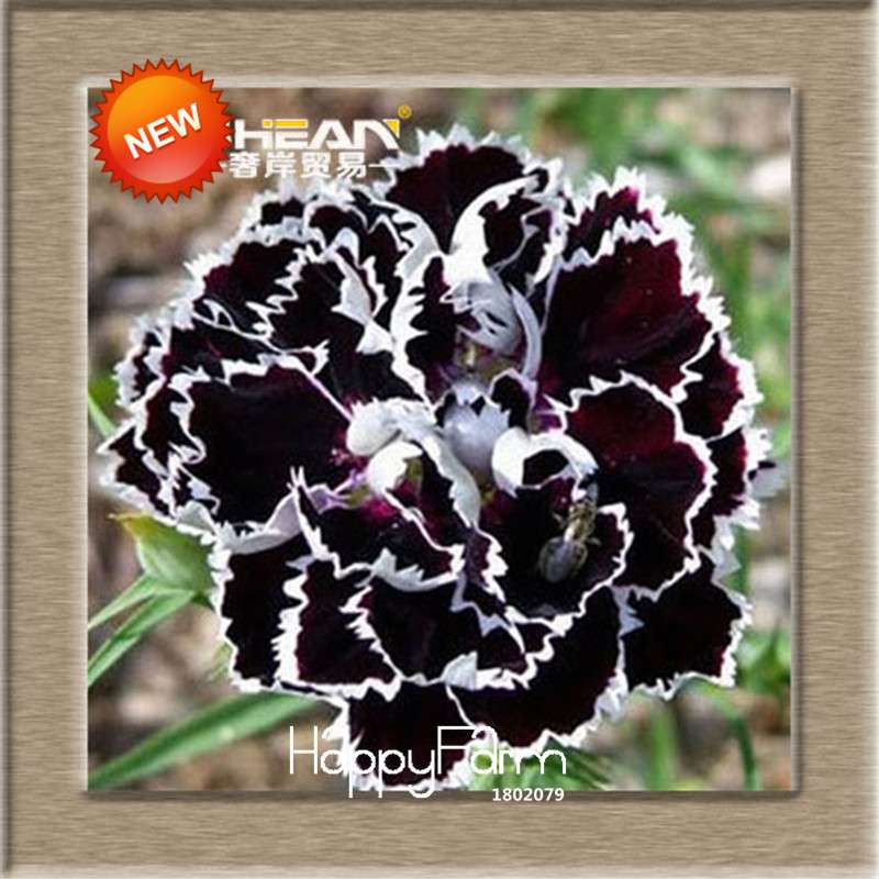 16 Colors Dianthus Caryophyllus Flower Seeds, Balcony Potted Garden Plants, Carnation Seeds for Home & Courtyard
