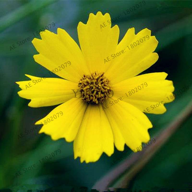 Cosmos Flower Seeds - Mixed Bonsai Seeds for DIY Home & Garden Planting - Easy Grow
