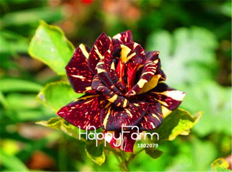 Rose Flower Seeds - Perennial, Easy to Grow, Blooms All Seasons - Planting Guide Included