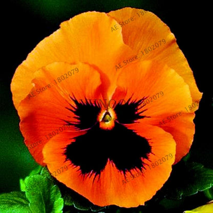 24 Colors Wavy Pansy Seeds - Viola Tricolor for Indoor Bonsai & Home Garden Planting