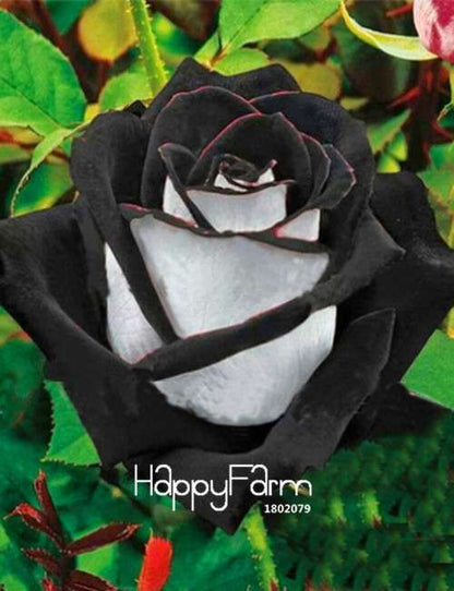 Premium White Black Edge Rose Seeds - for Home Garden & Balcony Planting | Rare Potted Rose Flowers