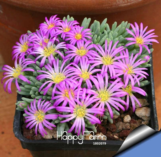 Rare Flower Seeds - Exotic Cactus, Succulent & Lithops Mix for Bonsai Planting (Beautiful Blooms)