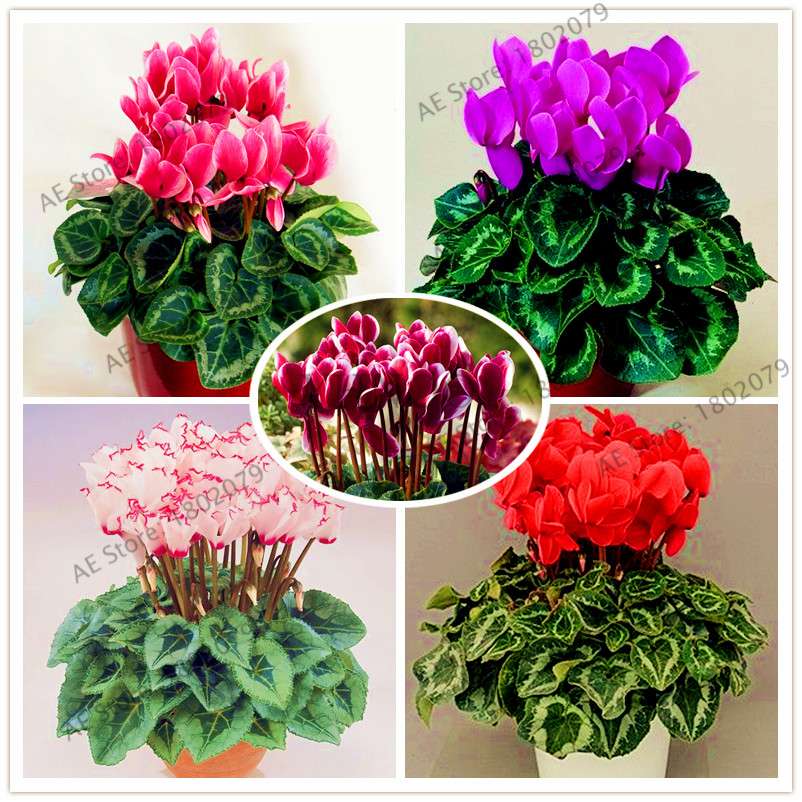 Cyclamen Seeds - Perennial Bonsai Plants for Home & Garden, Easy to Grow, Fast Shipping