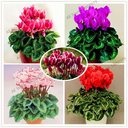 Cyclamen Seeds - Perennial Bonsai Plants for Home & Garden, Easy to Grow, Fast Shipping