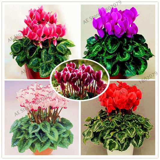 Cyclamen Seeds - Perennial Bonsai Plants for Home & Garden, Easy to Grow, Fast Shipping