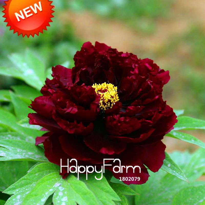 Black Purple Peony Seeds - Exotic Potted Bonsai Plant for Home Garden, Easy to Grow Flower Seeds