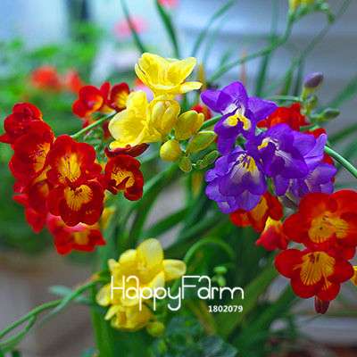 Premium Purple Freesia Seeds - Vibrant Orchid-Like Blooms for Home Garden