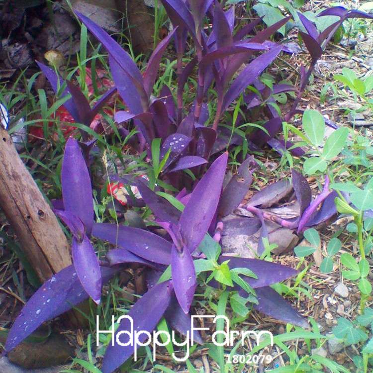 Rare Purple Bamboo Seeds - Lucky Decorative Garden Plants for Home & Office | Fast Growth