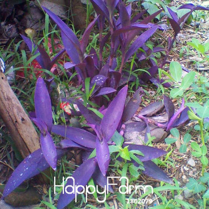 Rare Purple Bamboo Seeds - Lucky Decorative Garden Plants for Home & Office | Fast Growth