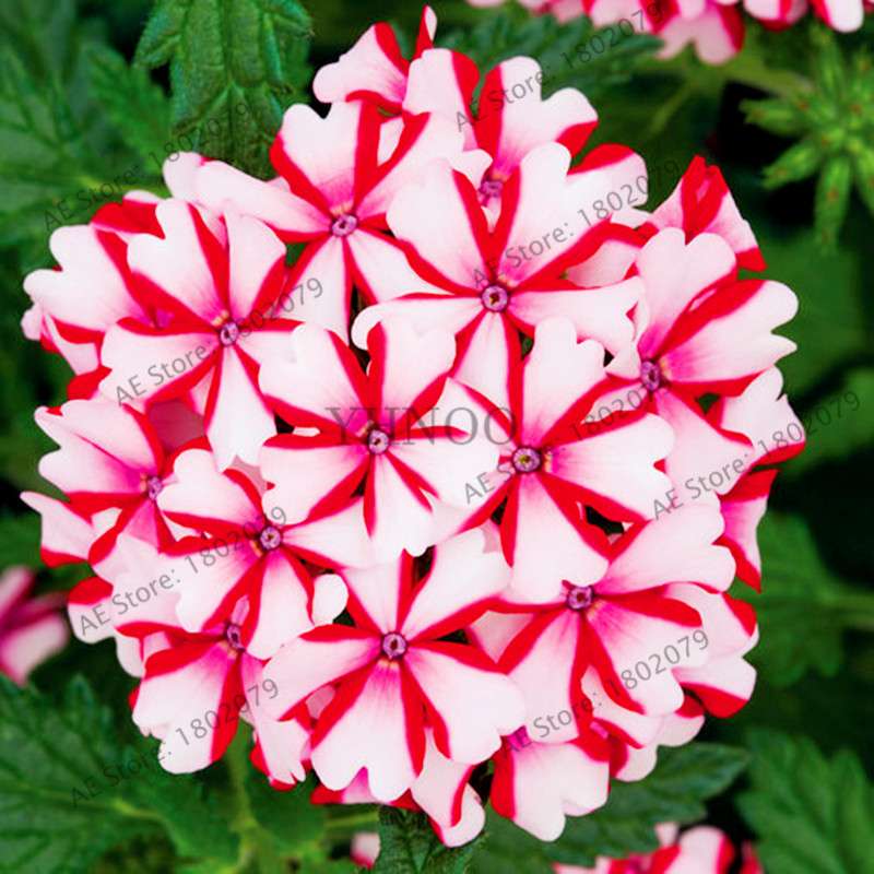 Mixed Color Verbena Hybrida Seeds - Easy to Grow Bonsai Flowers for Home & Garden Planting