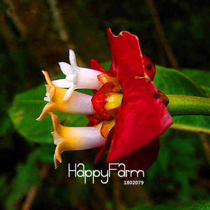 Rare Red Lips Flower Seeds (Psychotria Elata) - Exotic Blooming Houseplant for Pots