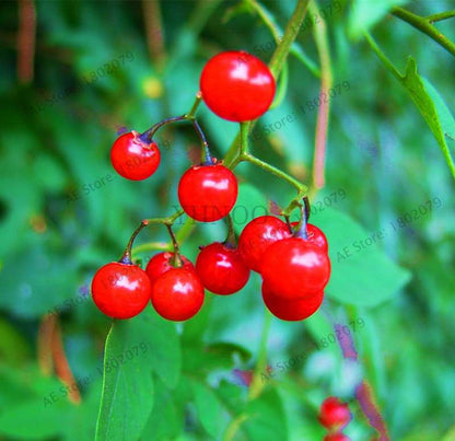 Organic Gooseberry Seeds - Fresh, Nutrient-Rich Perennial Fruit Seeds for Home Gardening