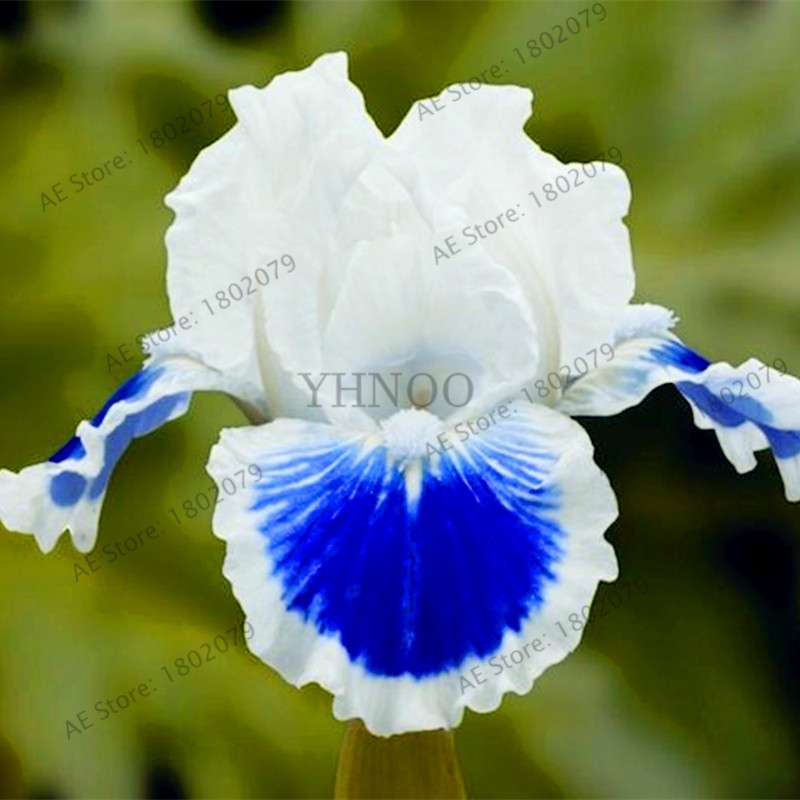 Mixed Color Bearded Iris Seeds - Rare Orchid-Like Flowers for Garden Planting, DIY Home Gardening