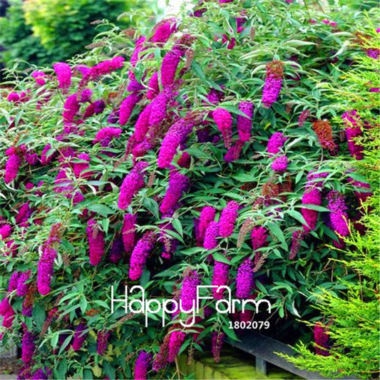 Butterfly Bush Seeds - Summer Lilac, Bonsai Plant for Home Garden, DIY Flower Seeds