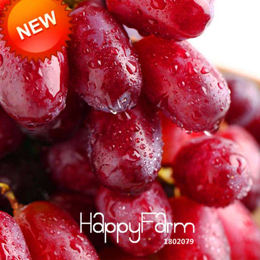 Sweet Red Grape Seeds - Natural, Delicious & Easy to Grow Fruit Plants for Home Gardening