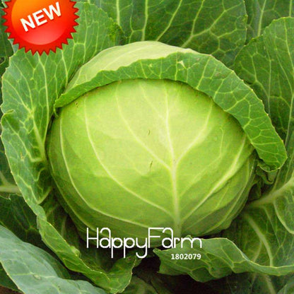 Giant Russian Cabbage Seeds - Rare, Nutrient-Rich for Home Gardening