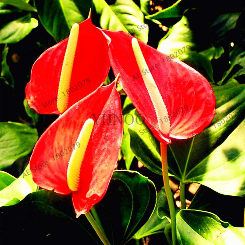 Anthurium Seeds - Colorful Bonsai Flower Seeds for Home Garden, Balcony DIY Planting (Andraeanum)