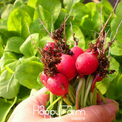 Organic Cherry Radish Seeds - for Balcony, Potted Planting, Fresh Green Veggies | Non-GMO