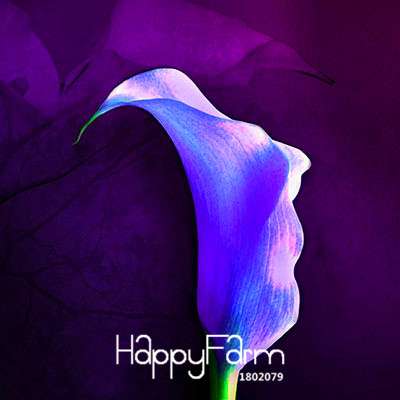 18 Color Rare Calla Lily Seeds - High Germination Rate, Fast US Shipping