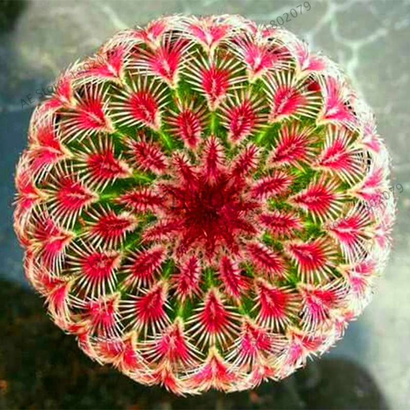 Rare Lithops Seeds - Living Stones Succulent, Organic Cactus Seeds for Indoor Garden, Bonsai & Succulent Lovers