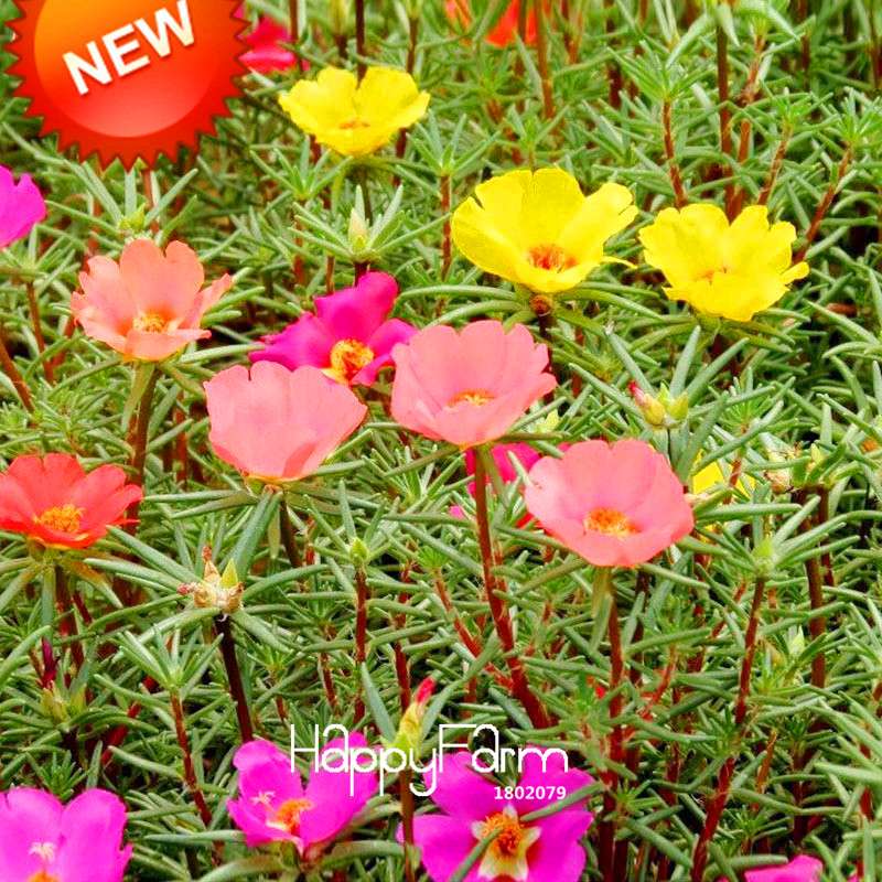 Sunflower & Portulaca Grandiflora Seeds - Mix Color Flower Seeds for Balcony, Garden & Potted Plants