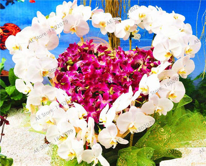 Rare Mixed Color Butterfly Orchid Seeds - Beautiful Bonsai Balcony Flowers for Garden Planting
