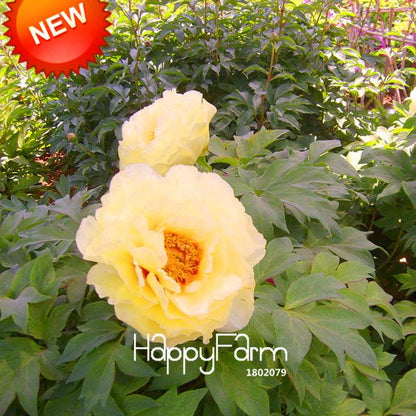 Yellow Peony Seeds for Planting - Potted Bonsai Flower Seeds for Home Garden