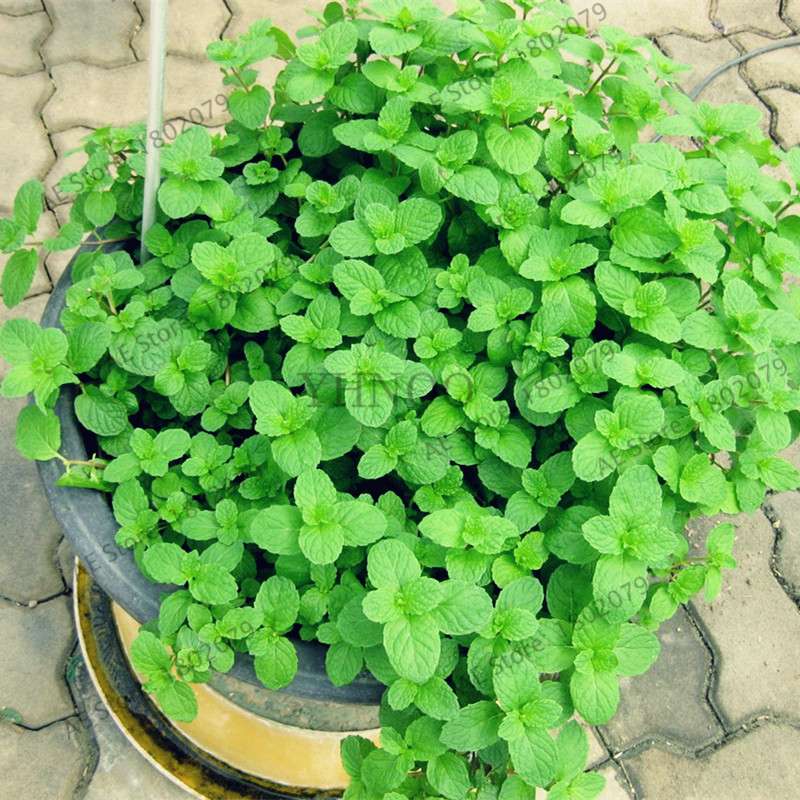 Mint Seeds - Organic, Aromatic, Easy-Grow Perennial Herb for Home & Garden Planting