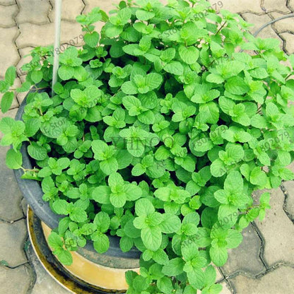 Mint Seeds - Organic, Aromatic, Easy-Grow Perennial Herb for Home & Garden Planting
