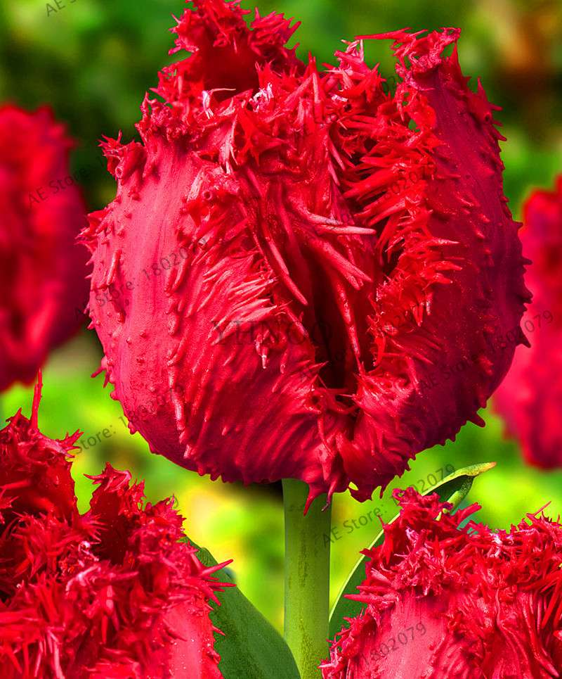 Rare Double Tulip Bulbs - Premium Imported Tulip Seeds for Home Garden Planting