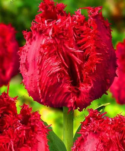 Rare Double Tulip Bulbs - Premium Imported Tulip Seeds for Home Garden Planting